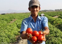 سریال گرانی گوجه فرنگی تکرار شد/ محصول خارج از فصل کشاورز نیکشهری تعادل را در بازار حکم فرما کرد