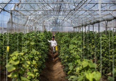از اقلیم سازگار ایرانشهر با گلخانه ها تا برداشت سه برابری خیارغیر فصل 
