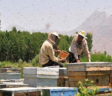 پرورش حجم انبوه زنبور عسل برای اولین بار در ایرانشهر استارت خورد