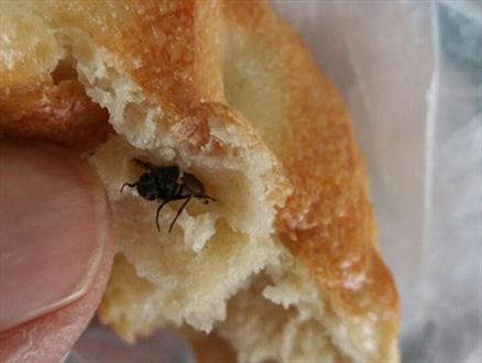 سوسک و زنبور ادویه جدید نانوایی ها/ کاهش کیفیت نان در شهرستان مرزی هیرمند