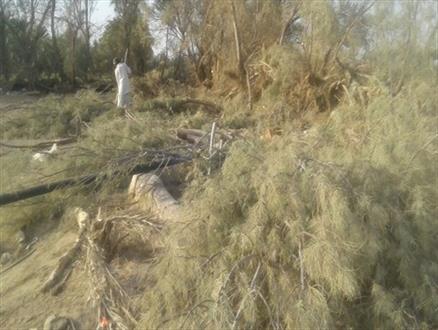 ماجرای قطع درختان در جنوب سیستان و بلوچستان/گزهای دلگان زیر تیغ