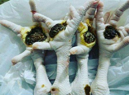 شیوع بیماری جذام مرغی در کشور!/ توضیحات مدیر کل دامپزشکی + عکس