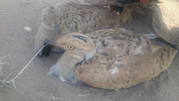 رهاسازی پرنده بین المللی هوبره در دامان طبیعت ایرانشهر