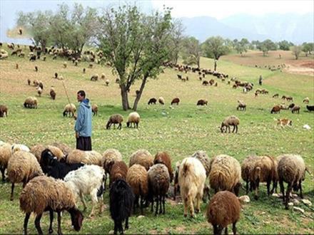 پرورش دام در مناطق عشایری ایرانشهر افزایش یافت