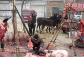فروش گوشت الاغ در زاهدان!/ مدیر کل دامپزشکی: 72 مورد تخلف شناسایی شد+ عکس