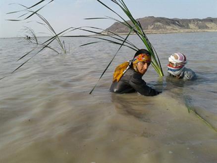 تلاش ستودنی جوانان شهر علی اکبر برای احیای پوشش گیاهی تالاب بین المللی هامون +عکس
