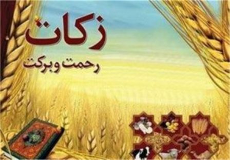 جمع آوری 12 هزار تن زکات گندم از کشاورزان ایرانشهر