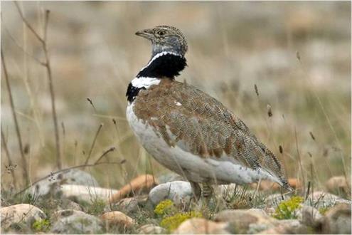 ایرانشهر زیستگاه مستعد با 164 گونه پرنده