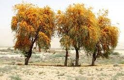 درخت "انار شیطان" از جاذبه‌های دیدنی سیستان و بلوچستان