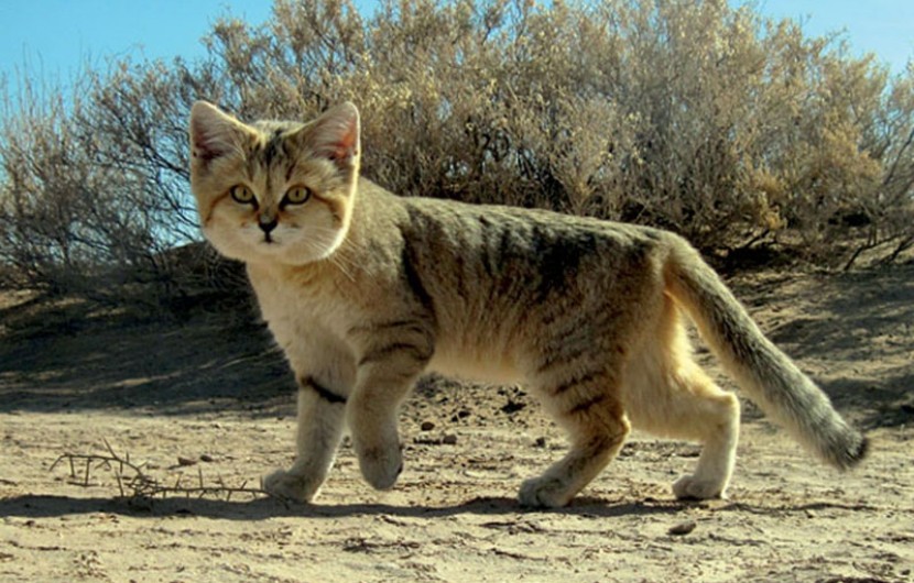 یک قلاده گربه شنی در محیط طبیعی ایرانشهر رها شد