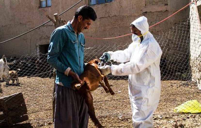 بیش از 200 هزار راس دام در ایرانشهر واکسینه شدند