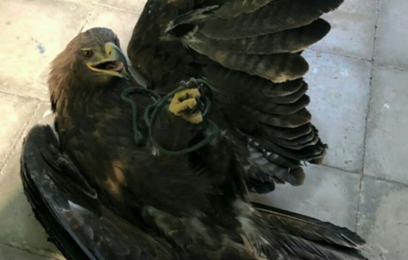 کشف یک عقاب نادر و ارزشمند از قاچاقچیان