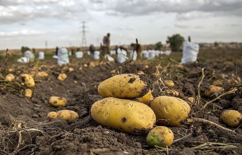 افزایش 10 درصدی کشت سیب زمینی در ایرانشهر/آغاز برداشت این محصول از مزارع شهرستان