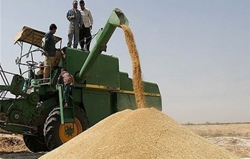 خرید گندم بذری از کشاورزان ایرانشهری از مرز هزارتن گذشت