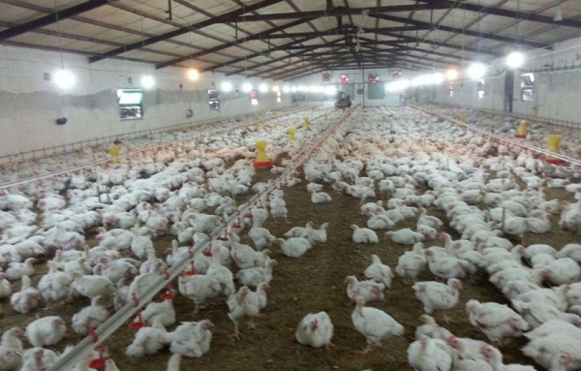 فعالیت بیش از 25 واحد پرورش مرغ گوشتی در ایرانشهر