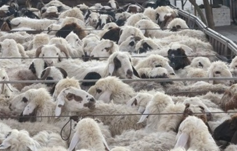 33راس گوسفند قاچاق کشف شد