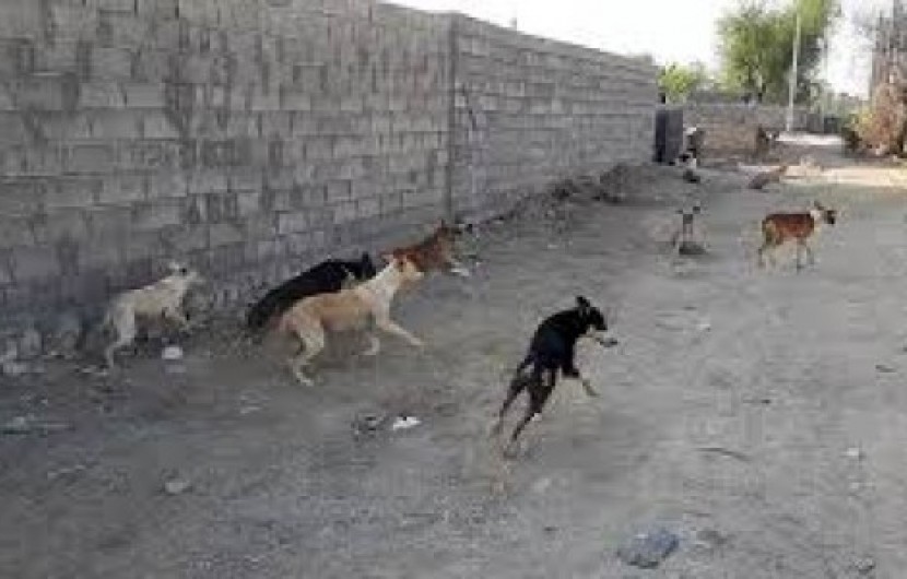 سگ های ولگرد معضل شهروندان گلمورتی/ شهردار: معدوم سازی در دستور کار است