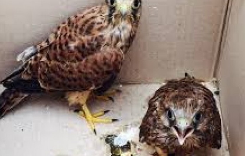 رهاسازی سه بهله پرنده شکاری توسط یگان حفاظت محیط زیست سیستان و بلوچستان