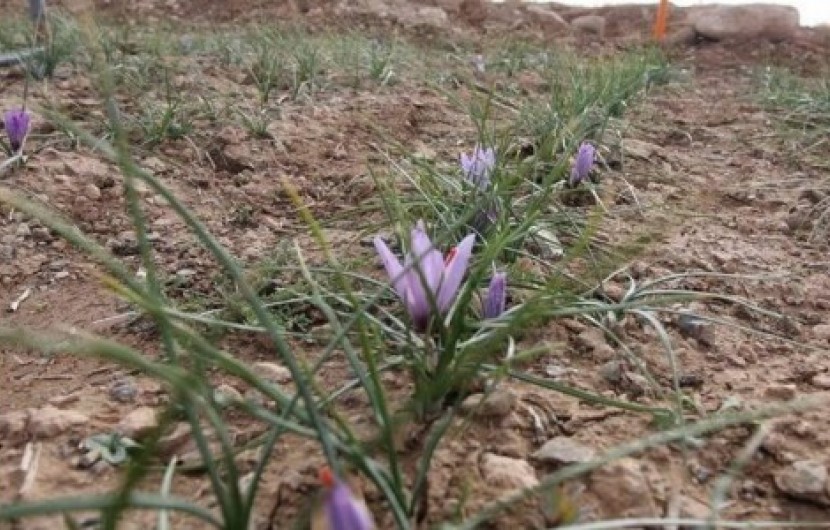 افزایش ۱۲هکتاری سطح زیر کشت زعفران در سیستان وبلوچستان