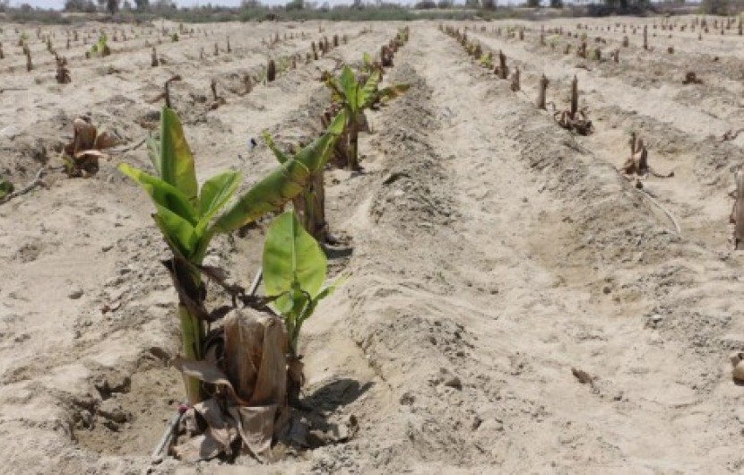 اجرای 600هکتار سیستم نوین آبیاری در اراضی کشاورزی شهرستان چابهار