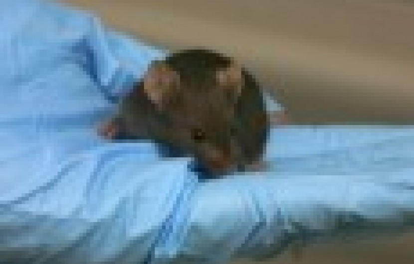 موش ها ناقل 35 نوع بیماری هستند