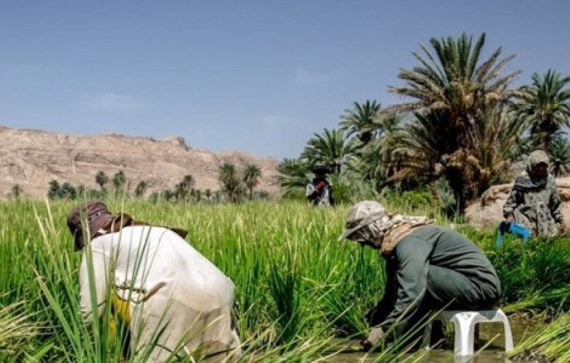 شبدر و علوفه جایگزین کشت برنج شد/ برداشت سالانه 2275 تن شلتوک در سیستان وبلوچستان