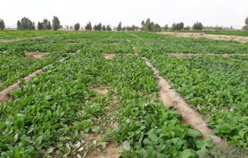 شهرستان خاش کانون تولید سبزیجات برگی در جنوب شرق کشور/ زمینه اشتغال 1250 کشاورز فراهم شد