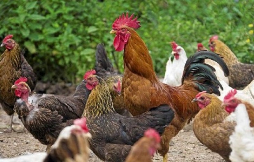 تحقق اقتصاد مقاومتی با پرورش مرغ بومی در نیمروز