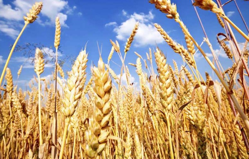 بیش از ۷۰۰تن دانه‌های طلایی گندم در ایرانشهر از کشاورزان خریداری شد‌