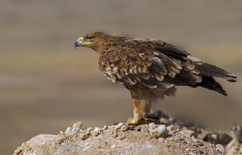 بازگشت یک بهله عقاب به طبیعت سیستان و بلوچستان