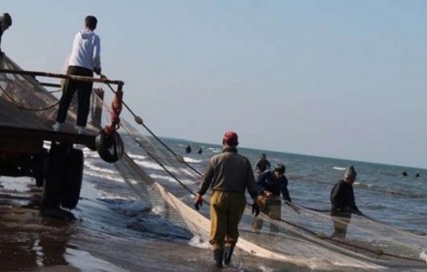 صید ماهی شیر در آب های سواحل مکران و دریای عمان ممنوع شد