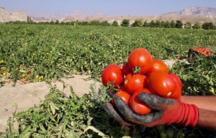 پیش بینی برداشت ۸ هزار تن گوجه‌فرنگی از مزارع شهرستان تفتان