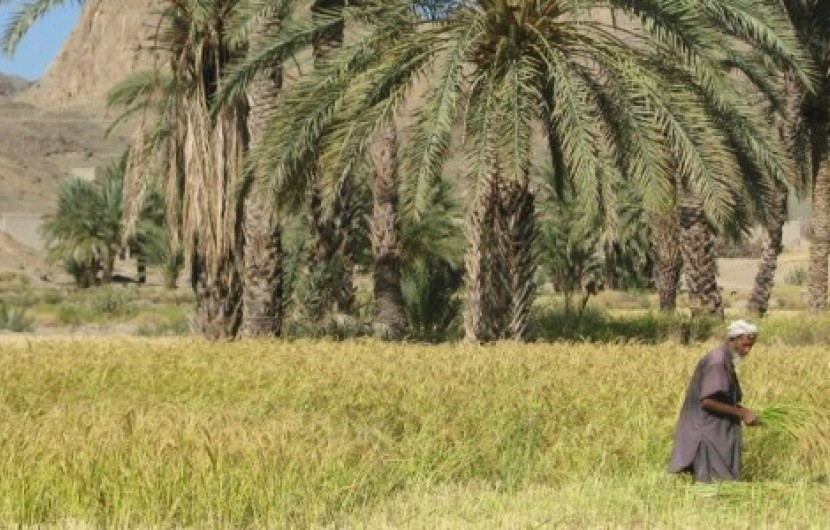 حل مشکل اشتغال با کشت برنج در جنوب شرق کشور/رحمت الهی جانی دوباره به کشاورزی سیستان وبلوچستان بخشید