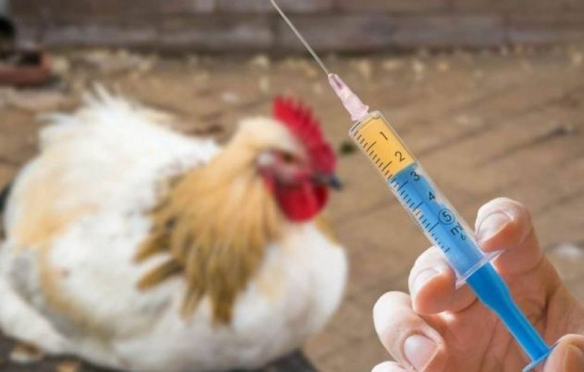 اجرای طرح واکسیناسیون علیه بیماری نیوکاسل در طیور بومی سیستان و بلوچستان