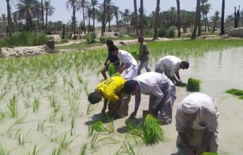 کشاورزان به موقع برای مبارزه علیه کرم ساقه‎خوار برنج وارد عمل شوند