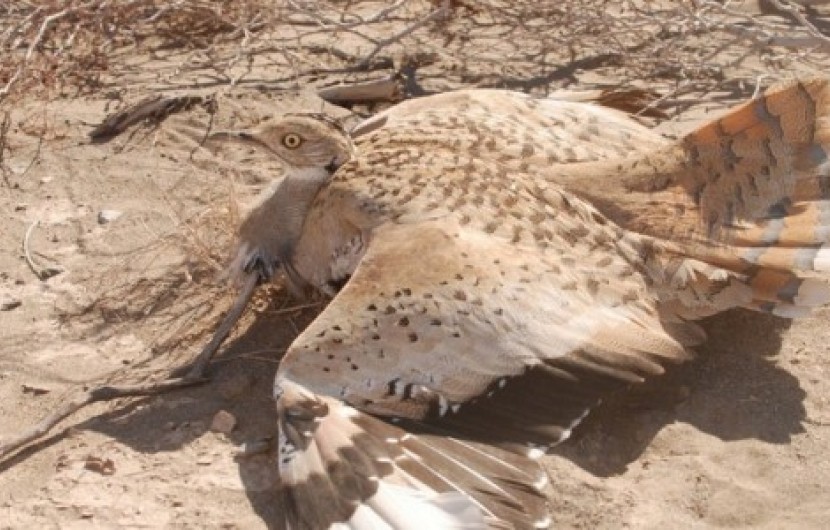 ایرانشهر؛ بهترین زیستگاه پرندگان زمستان گذران/دوستداران طبیعت منجی یک پرنده مهاجر شدند