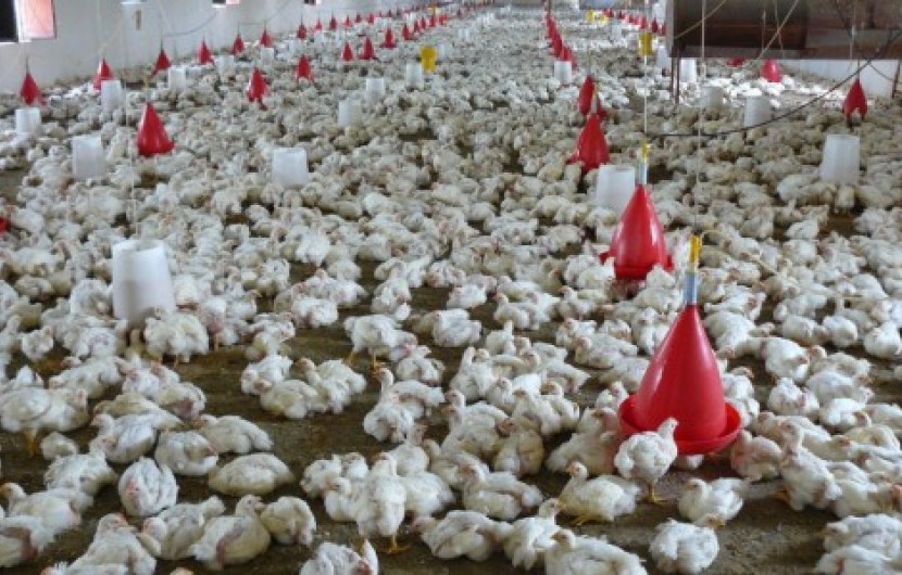 افزایش ٧٠٠ تنی ظرفیت تولید گوشت مرغ در سیستان و بلوچستان