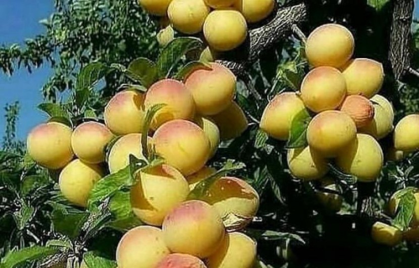 شیوع بیماری لکه غربالی درختان میوه هسته‌دار در "تفتان"/ ١۵٠ میلیارد ریال به باغات زردآلو خسارت وارد شد