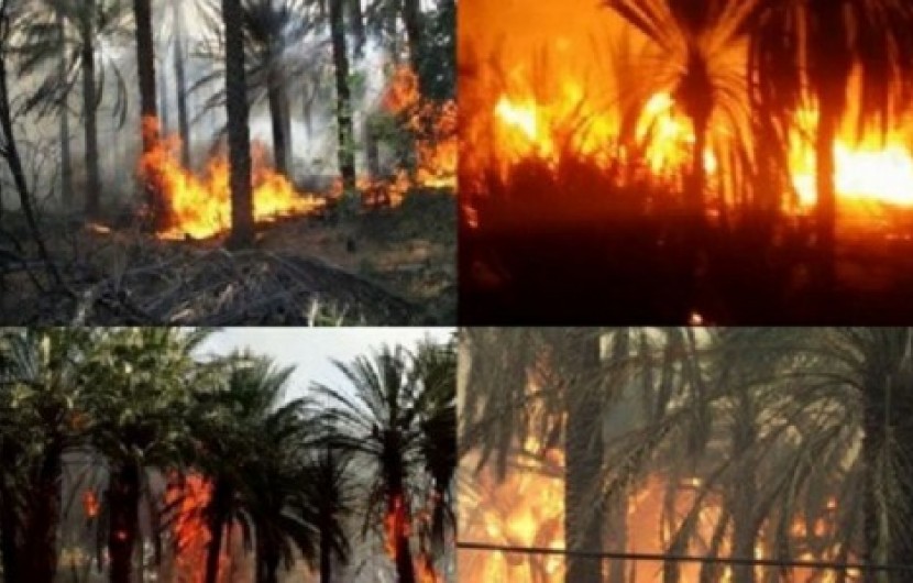 آتش سوزی نخیلات دغدغه اساسی نخل کاران جنوب شرق در فصل گرما/ رخت سیاه بر قامت 1700 اصله درخت در "نیکشهر"