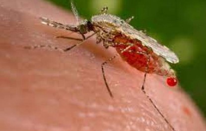 ۳۸۰ شهروند سیستانی و بلوچستانی در دام مالاریا